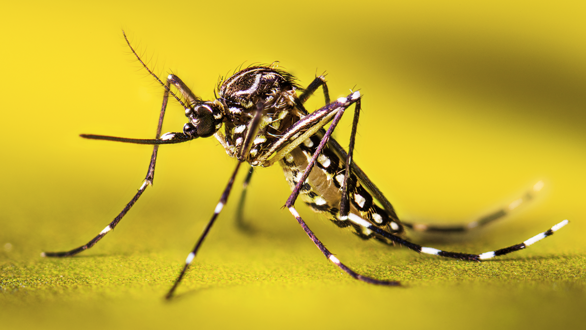 Peoria Mosquito Call Prep