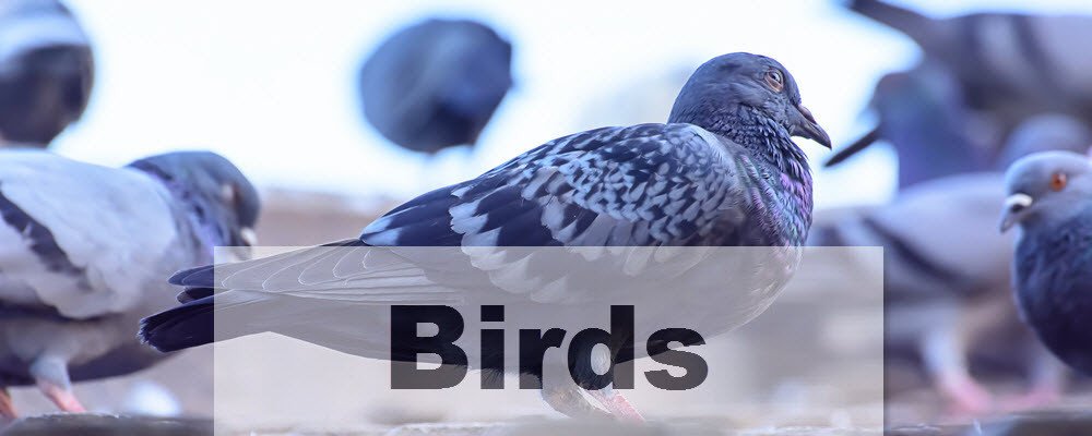Bird-Control-1