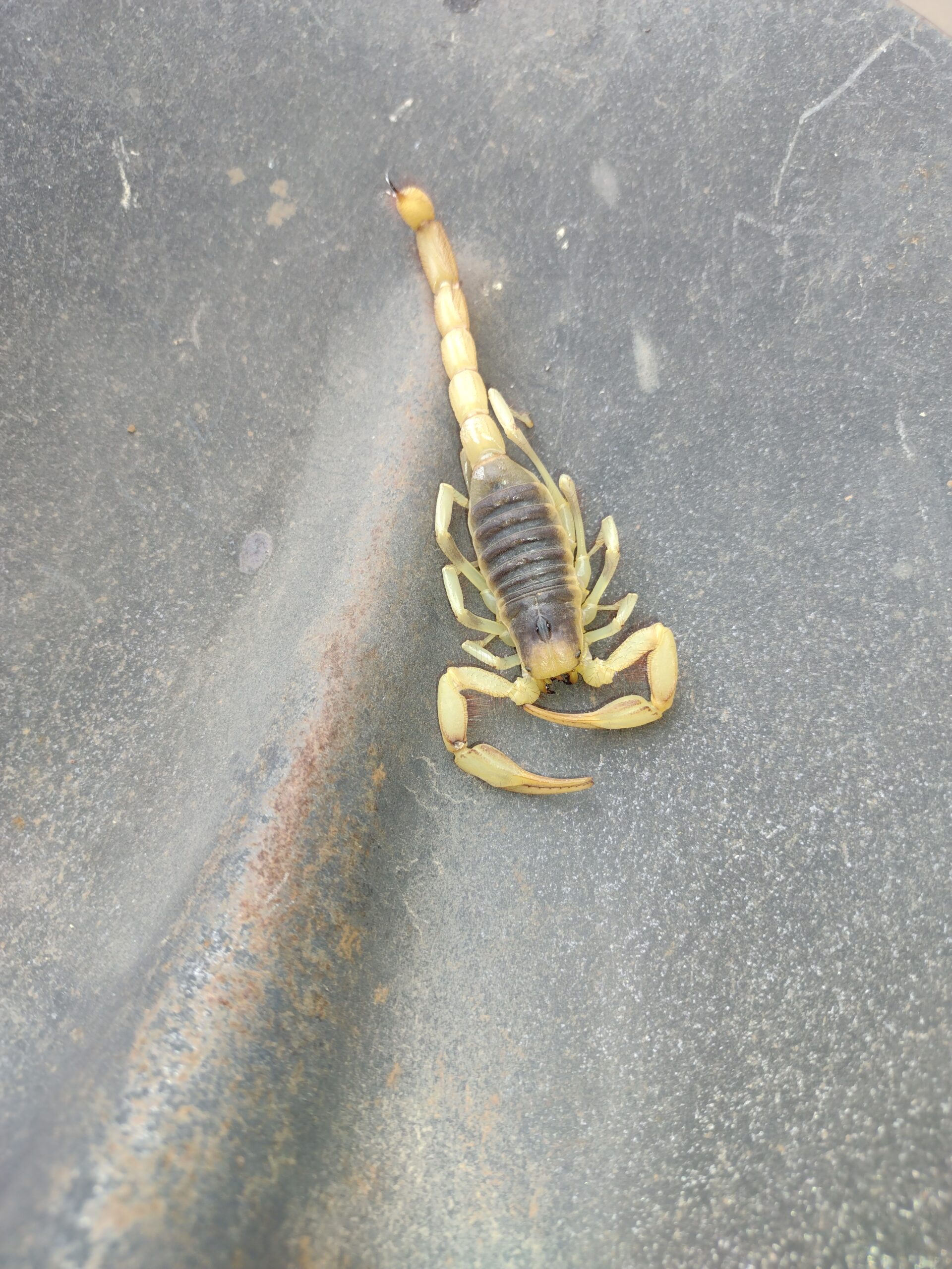 Pest Control in Tolleson, AZ