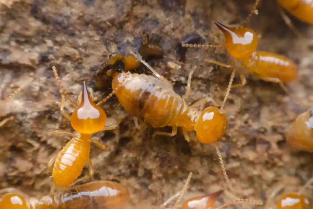 WDIIR in Vistancia, Peoria, AZ