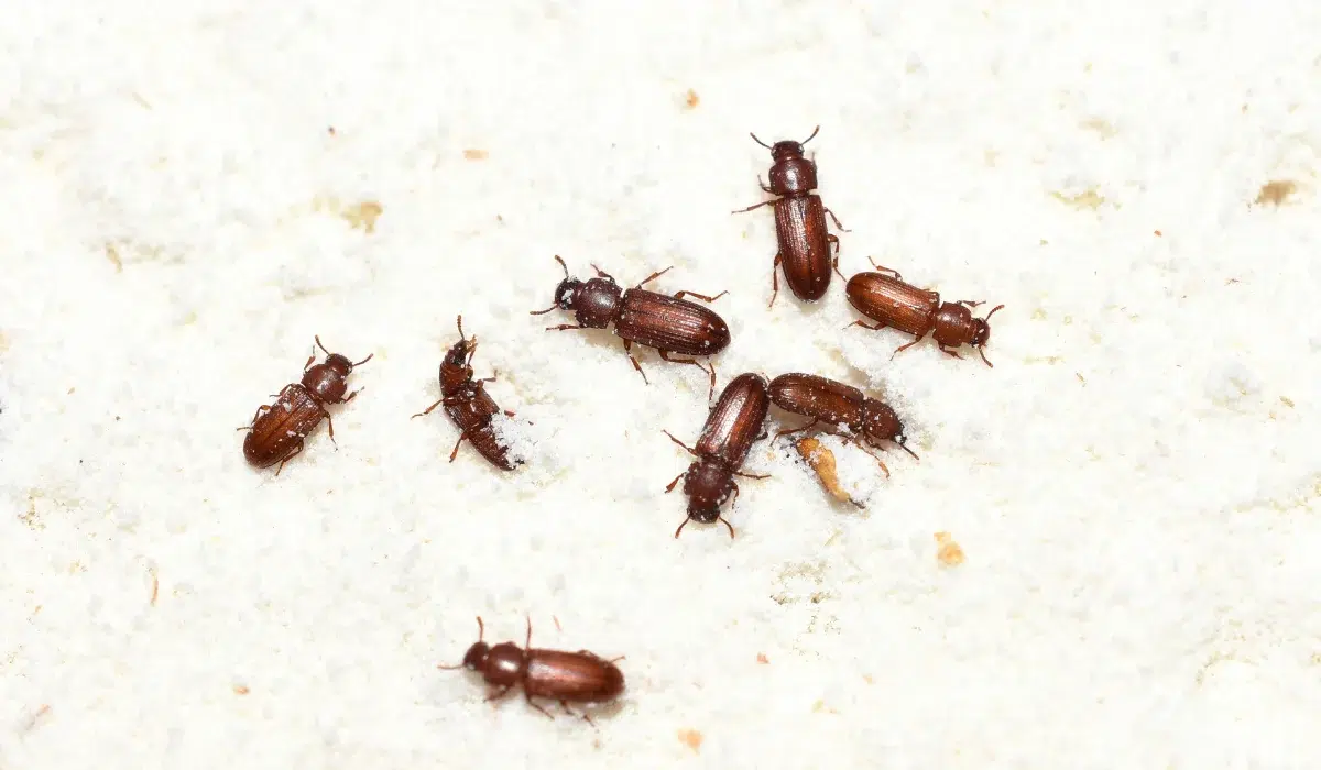 Common Pests in Peoria, AZ