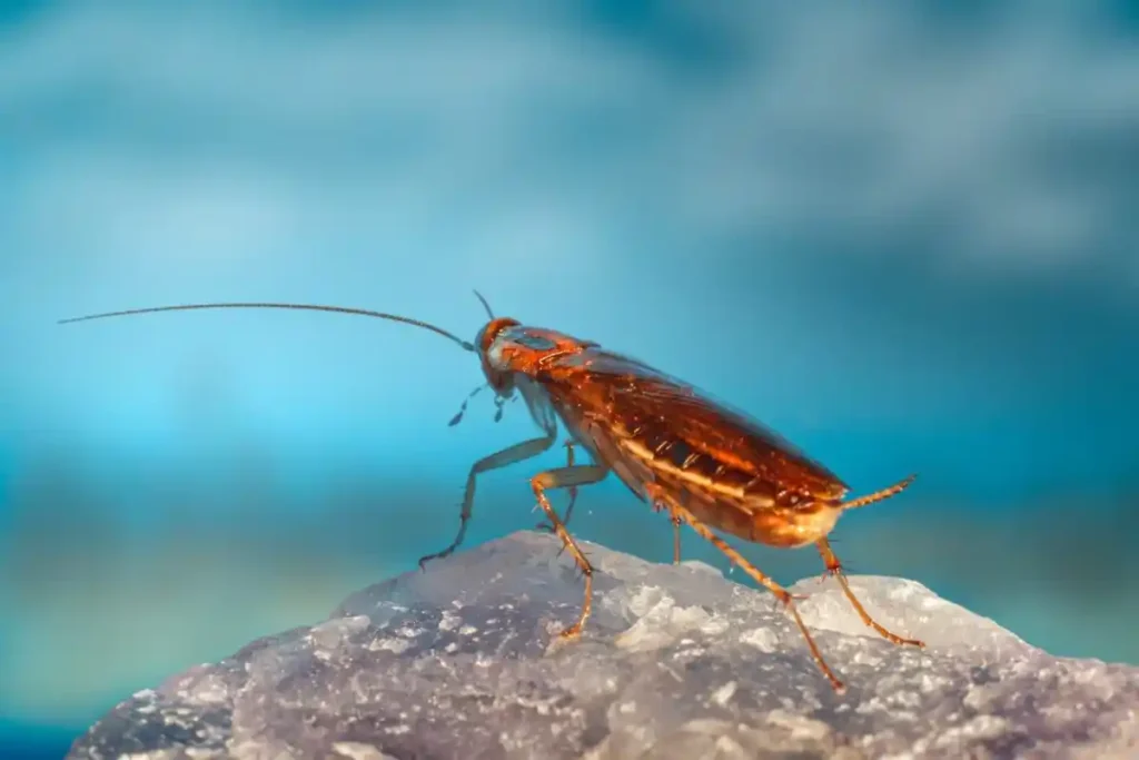 How Pests Get Into Your Home