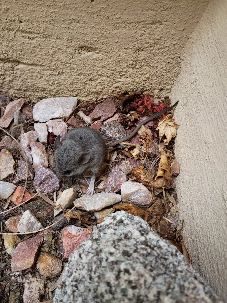 Peoria Rodent Call Prep