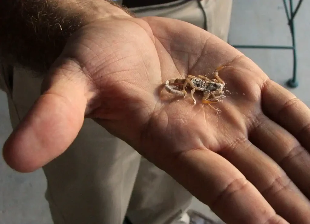 Local Notes for Peoria