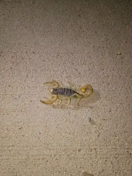 Pest Control in Avondale