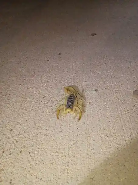 Pest Control in Sun City