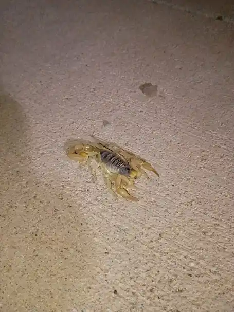 Gallery for Red Rock Pest AZ in Peoria
