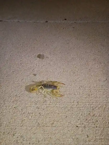 Pest Control in Glendale, AZ