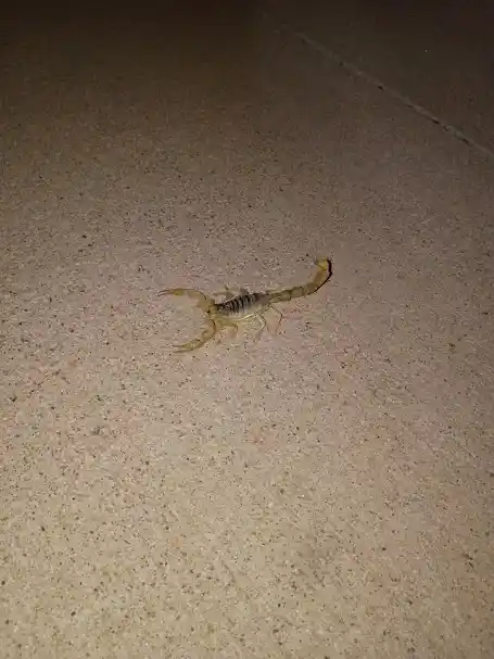 Pest Control in Northwest Phoenix