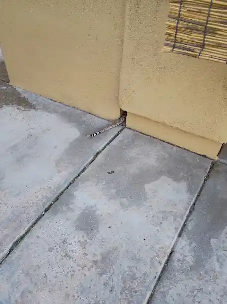 Pest Control in Goodyear
